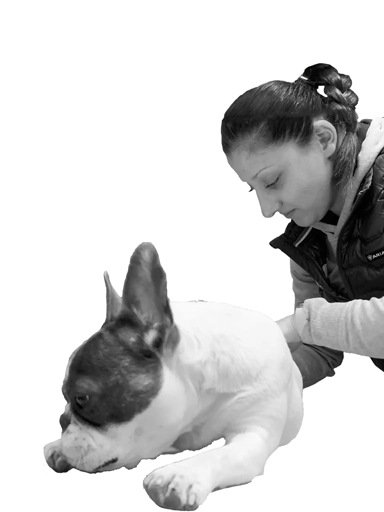 Pauline Rouquette masseur équin et canin en train de masser un bouledogue français