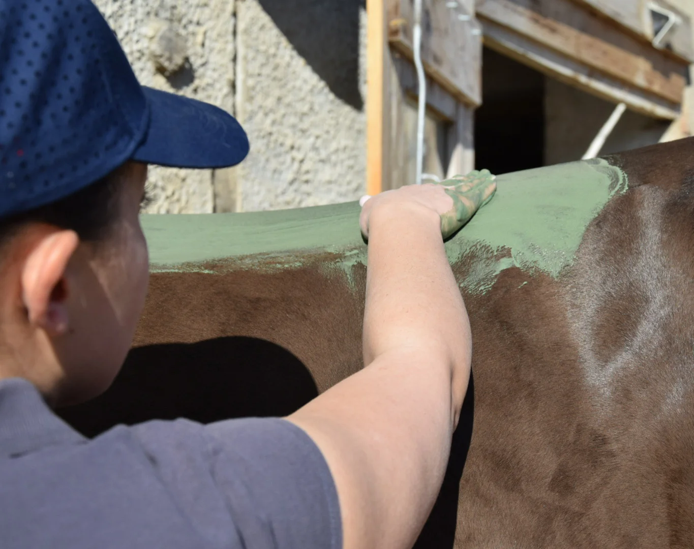 Pauline Rouquette masseur équin et canin en train d'effectuer un enveloppement aux algues à un cheval