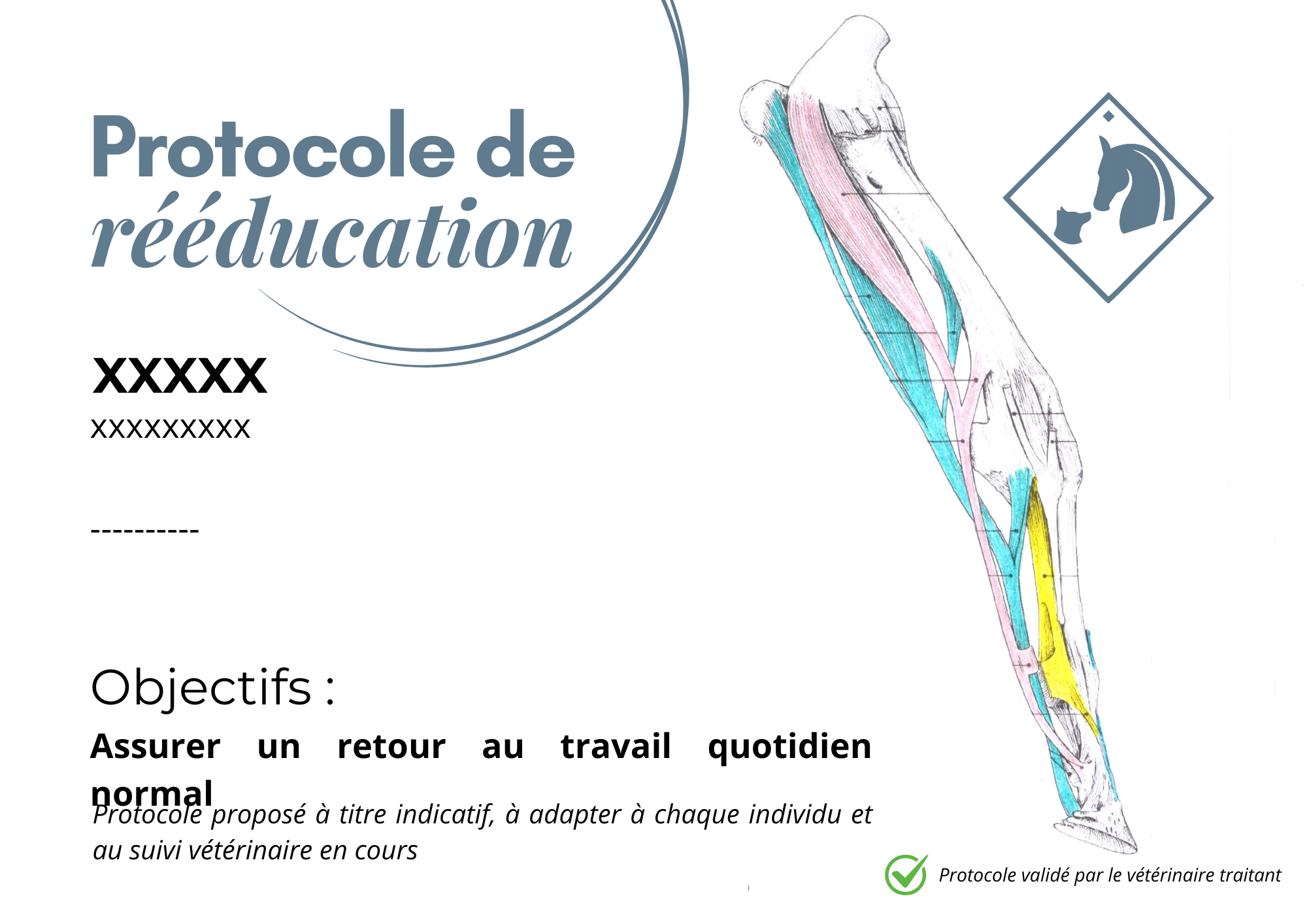 Création d'un protocole sur mesure par Pauline Rouquette masseur équin et canin